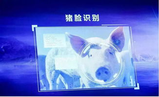 跨界風云 馬云、劉強東為何在豬價暴漲之際“卷”入養(yǎng)豬大業(yè)？
